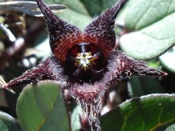 Brachystelma